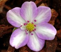 Bi coloured pink and white single flower